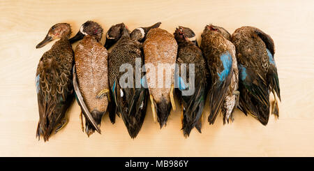 Dead ducks killed on hunting season as recreational pursuit for wild game meat Stock Photo