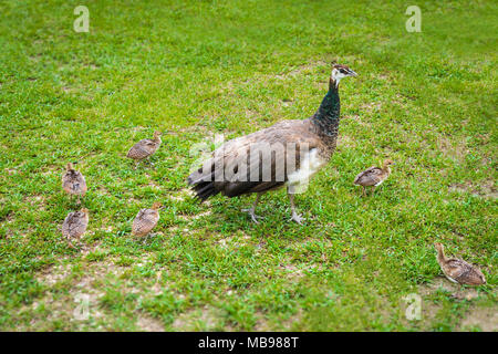 Peachicks and peafowl feeding on grass Stock Photo