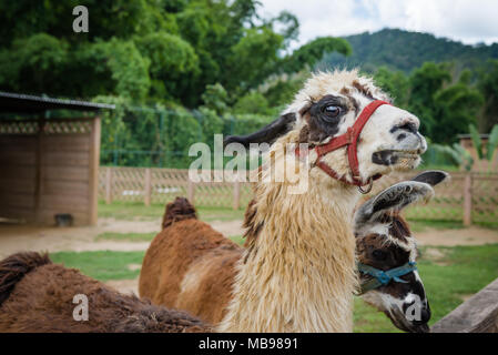 Llama in a petting farm zoo safari Trinidad and Tobago looking for food Stock Photo
