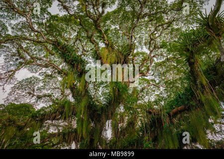Huge broad tropical forest tree viewed from below Caribbean Trinidad and Tobago Stock Photo