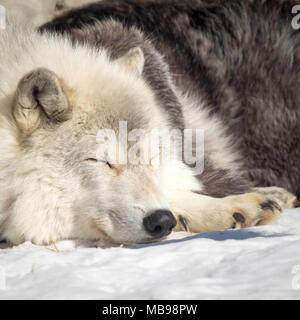 A sleeping gray wolf (Canis lupus) at the Saskatoon Forestry Farm Park and Zoo in Saskatoon, Saskatchewan, Canada. Stock Photo