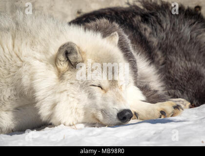 A sleeping gray wolf (Canis lupus) at the Saskatoon Forestry Farm Park and Zoo in Saskatoon, Saskatchewan, Canada. Stock Photo