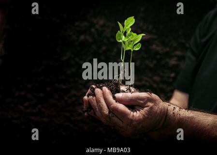 Young plant on soil in a hand of an farmer. Stock Photo