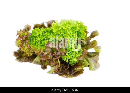 Closeup of home grown curly lettuce in purple and green color on a white background. Stock Photo