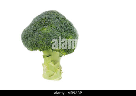 Head of fresh organic broccoli is standing on white background Stock Photo