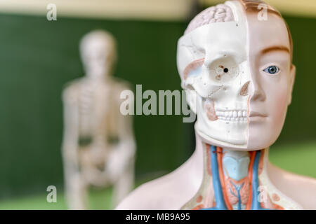Artificial human body model. Biology class. Anatomy teaching aid. Education concept. Stock Photo