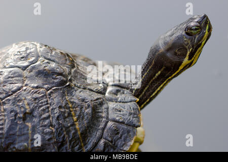 closeup portrait of tortoise on a dark background Stock Photo