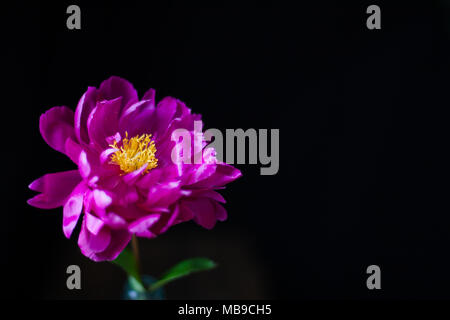 burgundy, red, bright red peony - floral black background Stock Photo