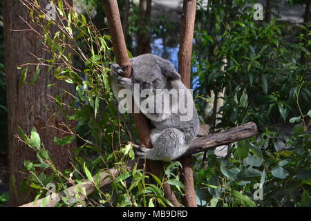 Koala sleeping on eucaliptus tree faced to camera Stock Photo