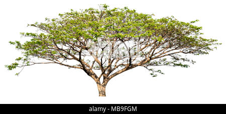 isolated big tree on white background, high quality single tree for print and web design Stock Photo