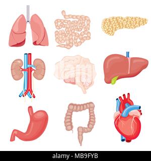 Human Internal Organs Isolated on White. Vector Illustration. Set with Heart Intestines Kidneys Stomach Lungs Brain Liver Pancreas. Stock Vector