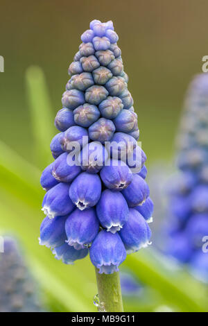 Armenian Grape Hyacinth, Muscari armeniacum, Europe, in cultivation Stock Photo