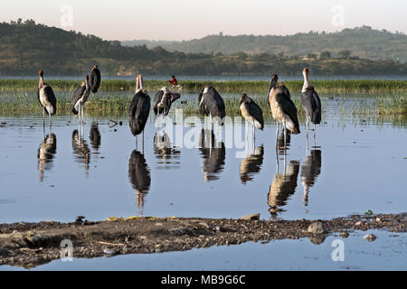 Marabou Storks (Leptoptilos crumeniferus), lake Awasa, Ethiopia Stock Photo