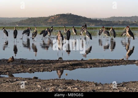 Marabou Storks (Leptoptilos crumeniferus), lake Awasa, Ethiopia Stock Photo