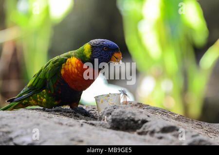 A rainbow lorikeet (Trichoglossus moluccanus) eating seed at Cango Wildlife Ranch, South Africa Stock Photo