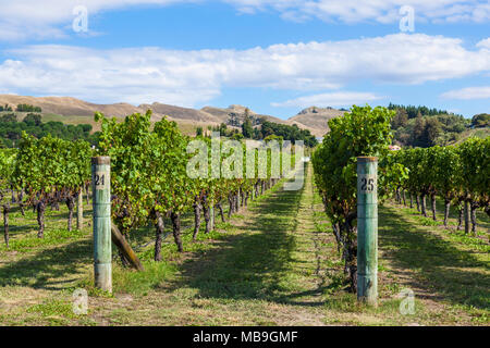 new zealand Hawkes bay new zealand bunches of grapes on vines in rows in a vineyard in Hawkes bay Napier New zealand North island NZ Stock Photo