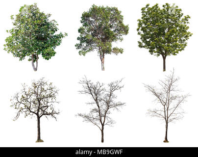 collection tree and tree without leaf Stock Photo