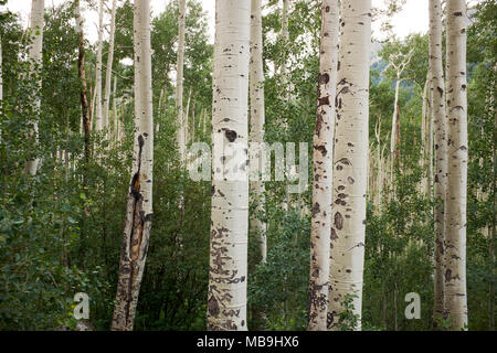 Close up on the white bark on aspen trees growing in a dense plantation in Hunter Pass, Colorado Stock Photo