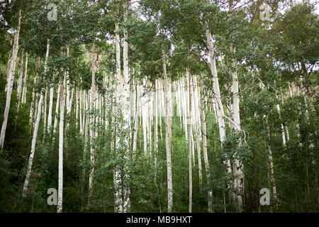 Low angle view of dense aspen woodland with sapling undergrowth and leafy green canopy in summer, Hunter Pass, Colorado Stock Photo