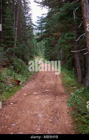 Dirt forestry track or narrow road meandering through a conifer forest with a dense plantation of evergreen trees and lush green undergrowth Stock Photo