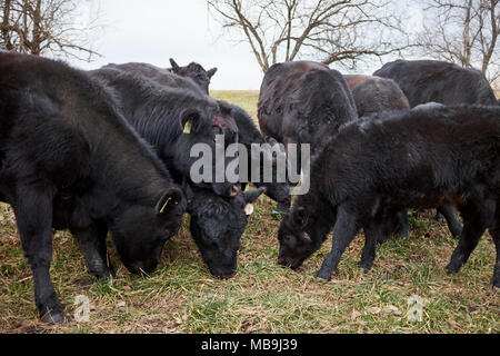 Herd of black beef cows and calves grazing on supplements spread on grass in a pasture in a close up view Stock Photo