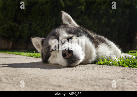 Cute Siberian husky dog sleeping in a backyard laying on a short cut grass on a sunny day Stock Photo