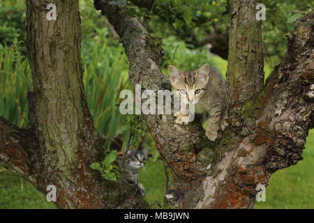 A colorful kitten climbing in the apple tree Stock Photo