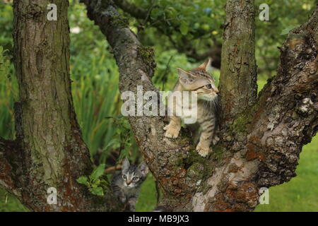 A colorful kitten climbing in the apple tree Stock Photo