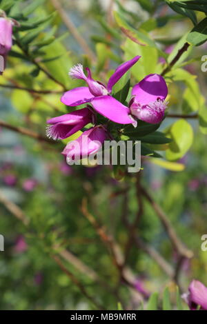 Polygala Myrtifolia, Polygalaceae, Myrtle-leaf Milkwort, blossoms closeup, blurred background Stock Photo