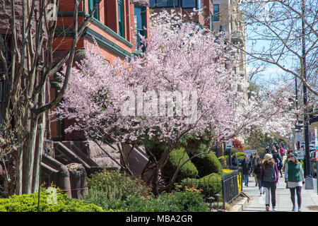 Washington, USA. 8th April, 2018, Cherry tree, Q Street near the Cairo, Washington, DC. Credit: Tim Brown/Alamy Live News Stock Photo
