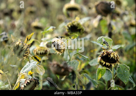 Withered sunflowers in a field in Duesseldorf, Germany, on 26.09.2016. Several areas of north-eastern and western Germany saw a lack of rain around this time. | Stock Photo