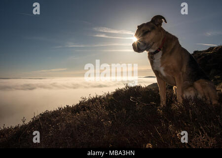 Burley-in-Wharfedale, West Yorkshire, UK. 9th April 2018. UK weather: Dog sitting high up on the moors above the clouds, overlooking Wharfedale's foggy valley with the sun kissing her nose.  Rebecca Cole/Alamy Live News Stock Photo