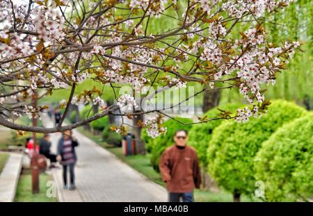 Beijing, China. 9th Apr, 2018. People go for a walk at Yuandadu Park in Beijing, capital of China, April 9, 2018. As the temperature turns warmer in Beijing, spring is in the air. Credit: Li Xin/Xinhua/Alamy Live News Stock Photo