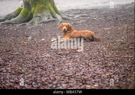 Thorndon Country Park, Brentwood, Essex, UK. 9th April, 2018. 9th April 2018   A heavy mist descended on Thorndon Country Park, Brentwood, Essex in mid-afternoon.  The park is popular with local dog walkers and ramblers.Credit Ian Davidson/Alamy Live News Stock Photo