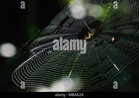 Spider in centre of large web lit by morning light with natural green background. Spiderweb construction with spider. Stock Photo