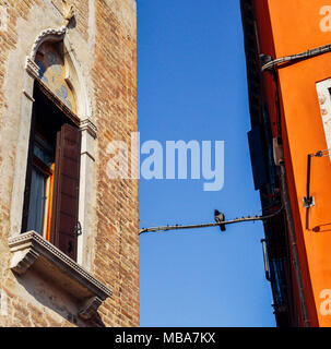 Pigeon sitting on a wire between two buildings in Venice, Italy. Stock Photo