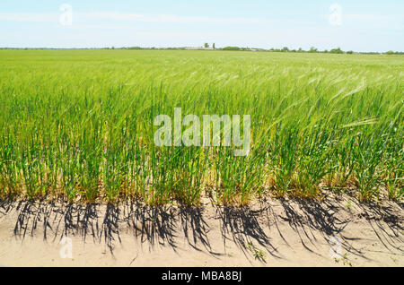 beautiful green wheat field under sunlight, close-up Stock Photo