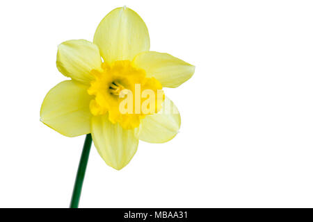 Single narcissus flower isolated on a white background Stock Photo