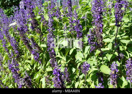 Salvia Mystic Spires plant in full bloom Stock Photo