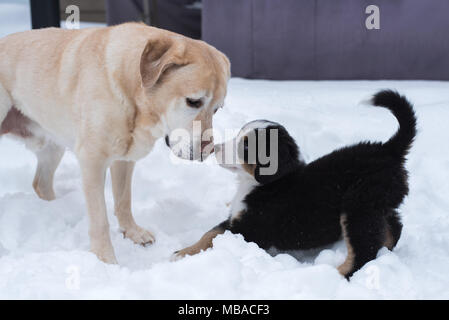 A bernese mountain dog puppy looking at a yellow lab. Stock Photo