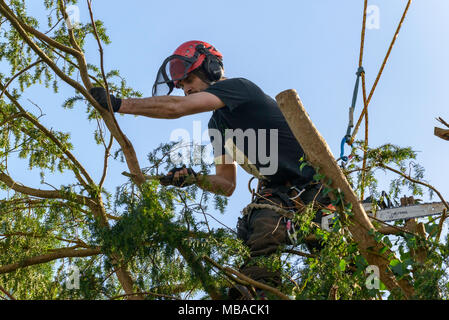 TREE SURGEON TRIMMING BACK YEW TREE IN DOMESTIC GARDEN UK.HE IS WEARING A PROTECTIVE HELMET WITH EAR DEFENDERS AND SAFETY FACE MASK. Stock Photo