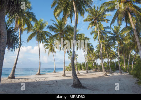 Plantation of coconut palms on the shore of the ocean Stock Photo