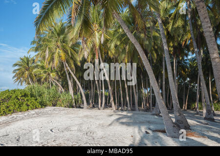 Plantation of coconut palms Stock Photo