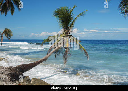 Tropical beach with coconut palm tree in sunny day Stock Photo