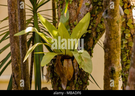 A small birds-nest fern (Asplenium nidus), which is growing on a tree in Malaysia. It is an epiphytic plant native to tropical Southeastern Asia. Stock Photo