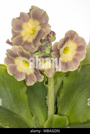 Primula auricula on a white background Stock Photo