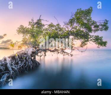 Tree over the water and coast of Borneo beach Stock Photo