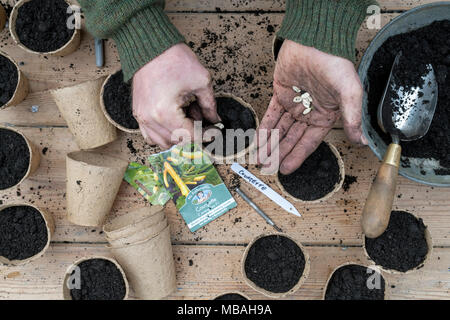 Gardener potting courgette seeds in small biodegradable plant pots. UK Stock Photo