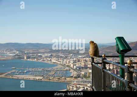 The Barbary Macaque monkeys of Gibraltar. The only wild monkey population on the European Continent. At present there are 300+ individuals in 5 troops Stock Photo