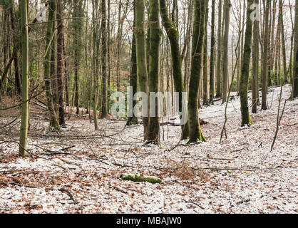 Woodland in the snow, Ashton Court, Bristol, UK Stock Photo